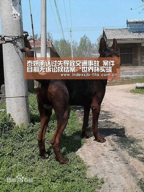 世界杯买球网站